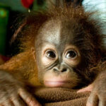 Orangutan Rehabilitation Crisis