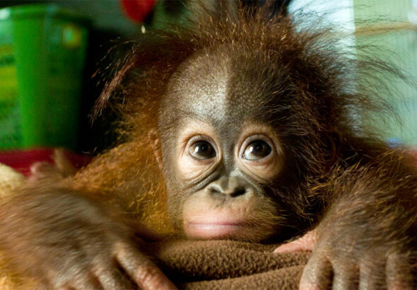 Orangutan Rehabilitation Crisis