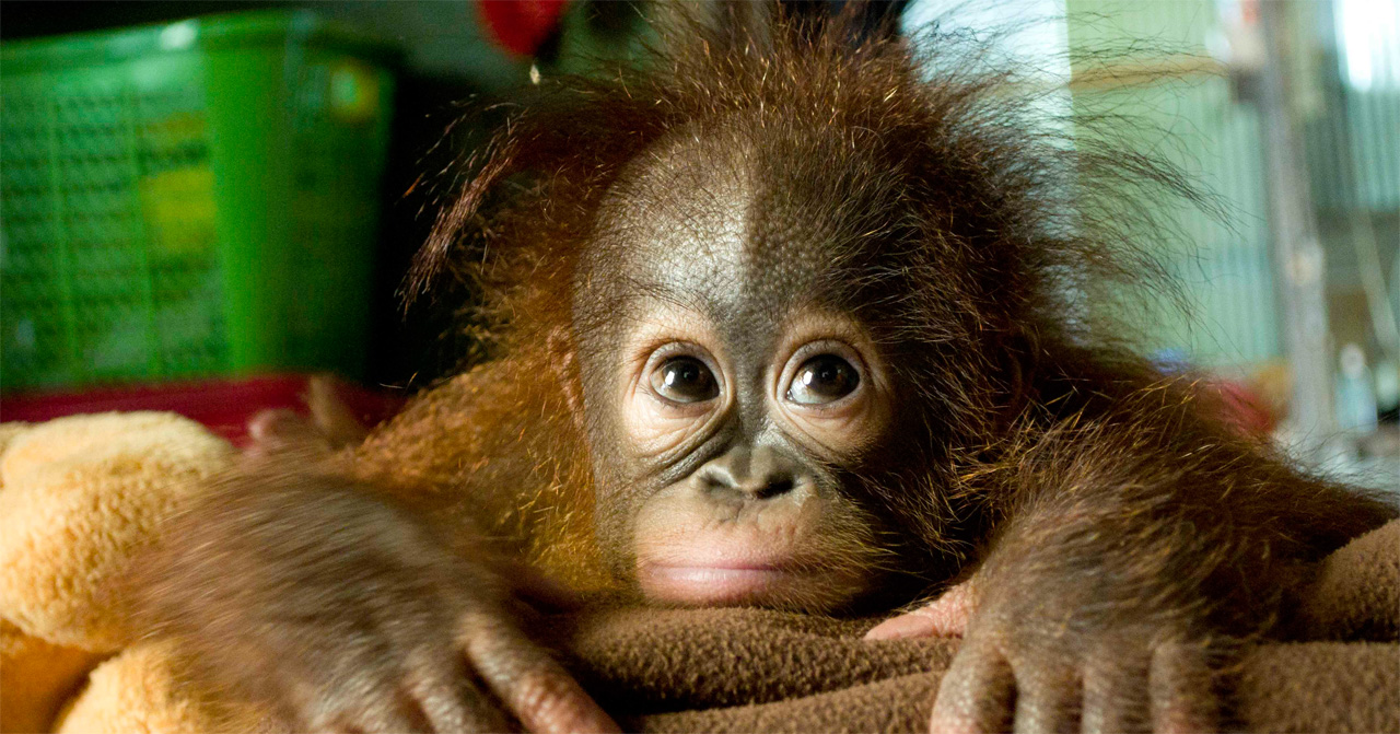 Orangutan Rehabilitation Crisis