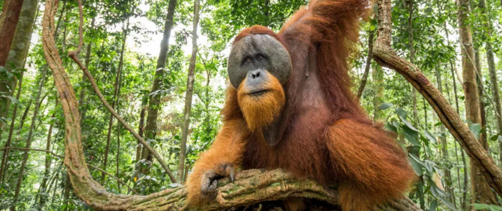 Tapanuli Orangutan