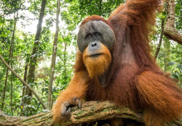 Tapanuli Orangutan