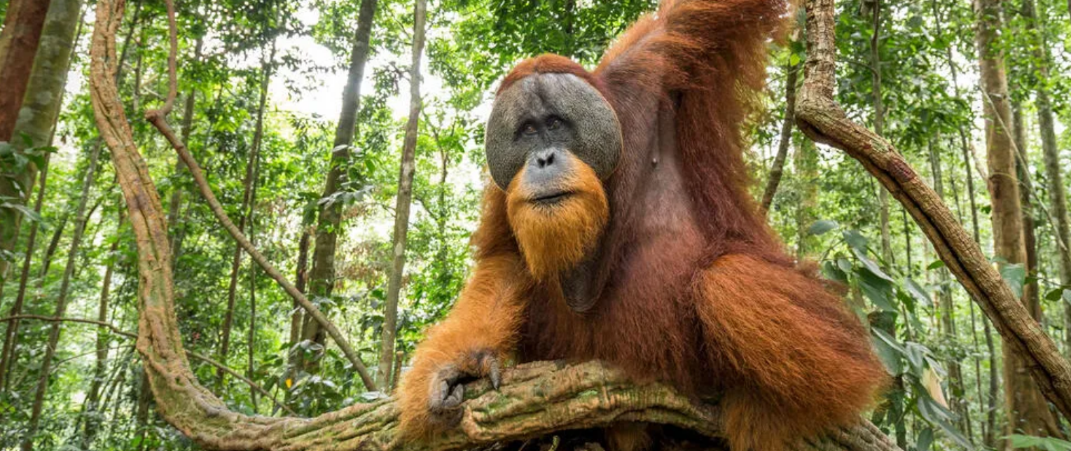 Tapanuli Orangutan