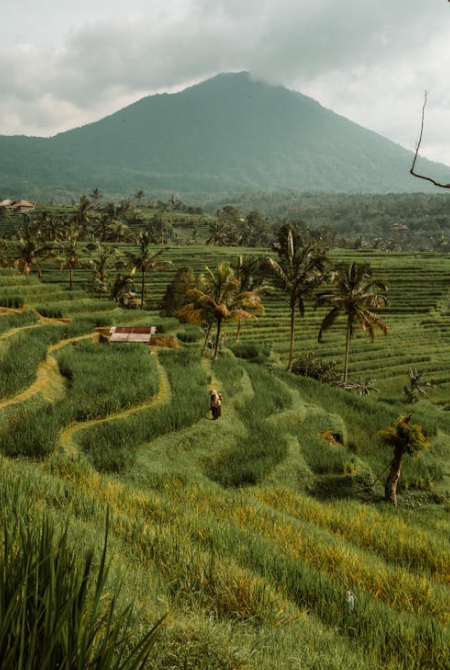 Food Self Sufficiency