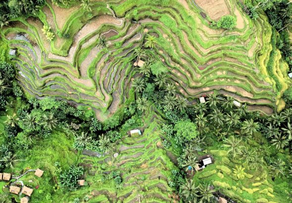 Indonesia's import ban on rice