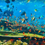 Coral Reefs