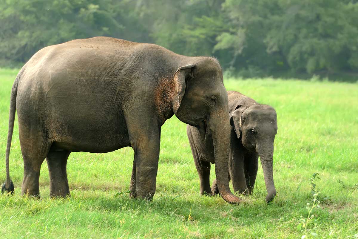 Sumatran elephant