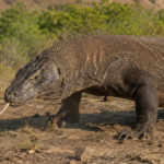 Komodo Dragon