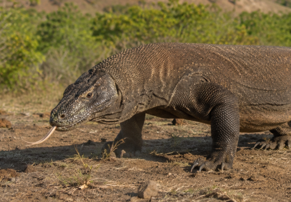 Komodo Dragon