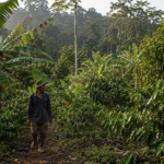 Agroforestry in Indonesia