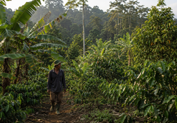 Agroforestry in Indonesia