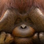 Bornean orangutan