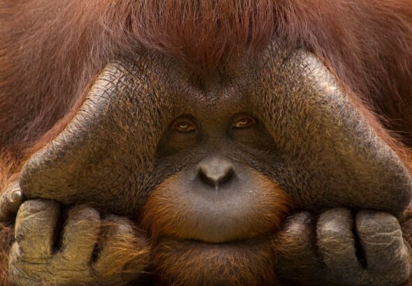 Bornean orangutan