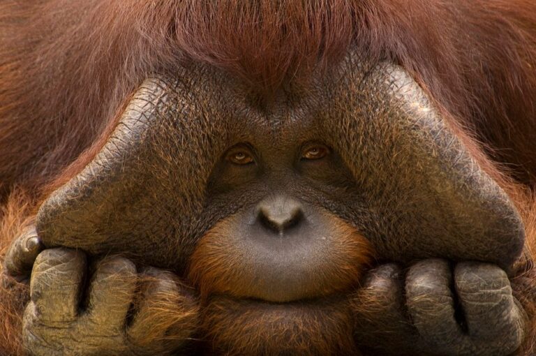 Bornean orangutan