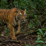 Sumatran Tiger