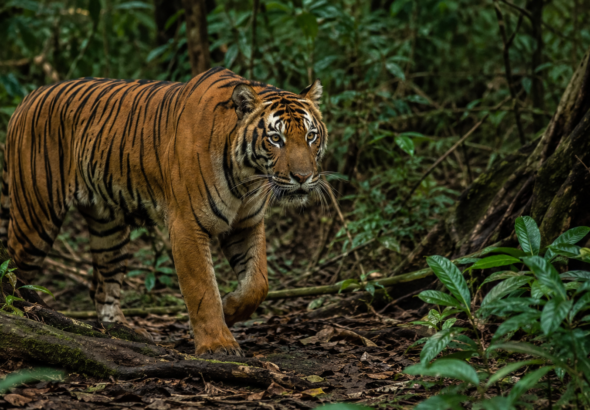 Sumatran Tiger