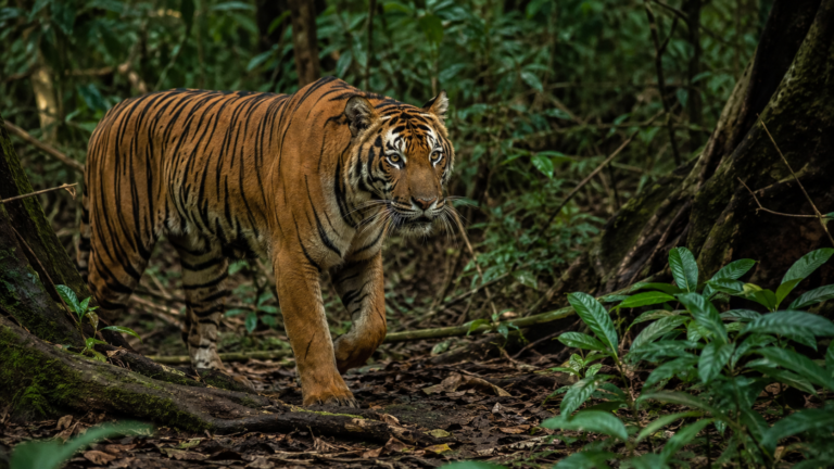 Sumatran Tiger