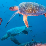Green Turtles