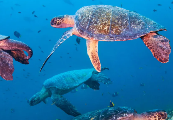 Green Turtles