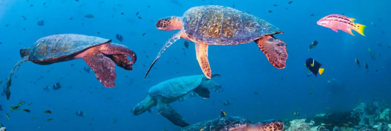 Green Turtles
