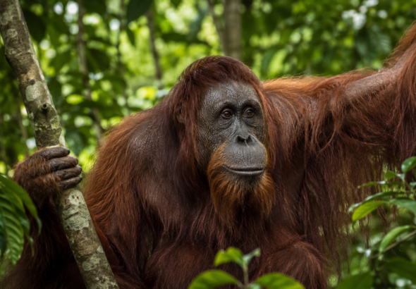 Sumatran orangutan