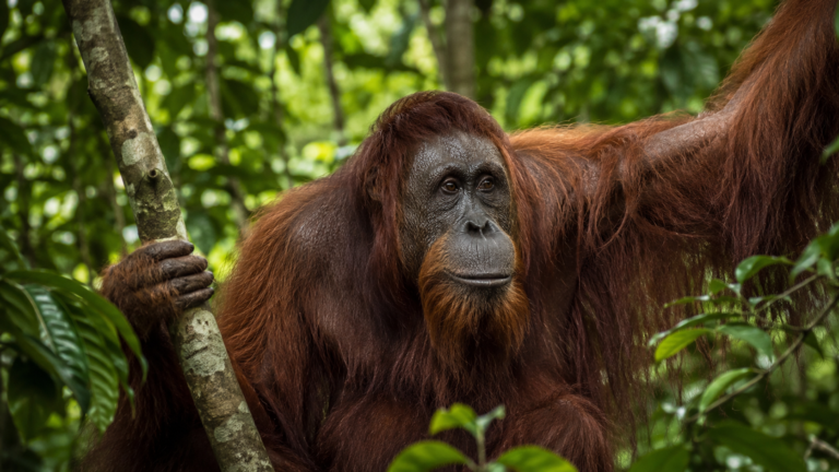 Sumatran orangutan