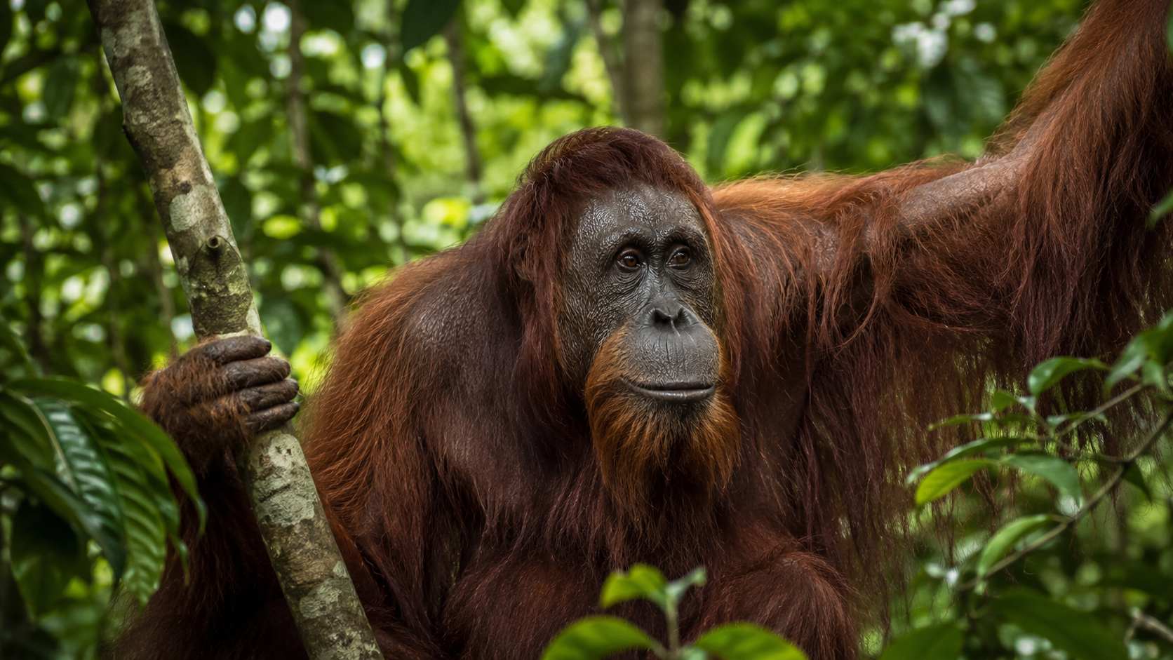 Sumatran orangutan