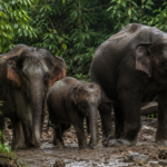 Sumatran Elephants