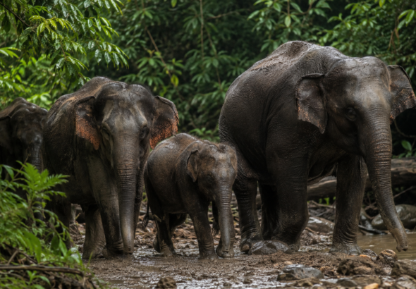 Sumatran Elephants